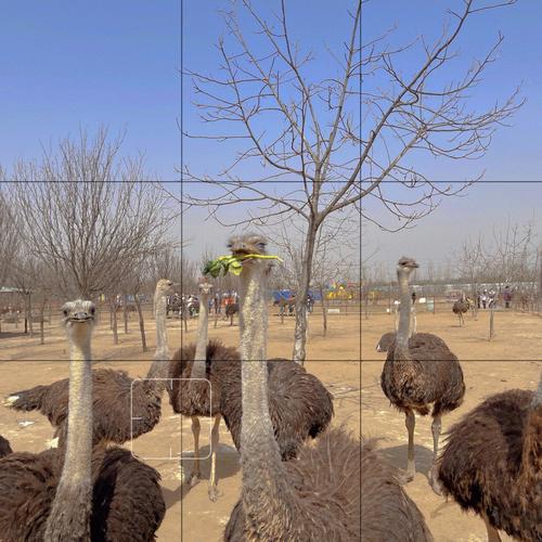 地铁沿线小孩玩的地方?郑州鸵鸟园有年卡收费不-图3 地铁沿线小孩玩的地方?郑州鸵鸟园有年卡收费不-图3