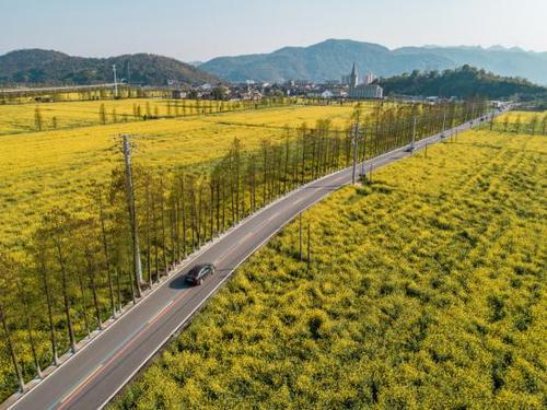 乐清哪里看油菜花?104国道收费站-图1 乐清哪里看油菜花?104国道收费站-图1
