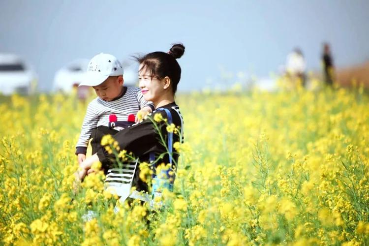 乐清哪里看油菜花?104国道收费站-图2 乐清哪里看油菜花?104国道收费站-图2