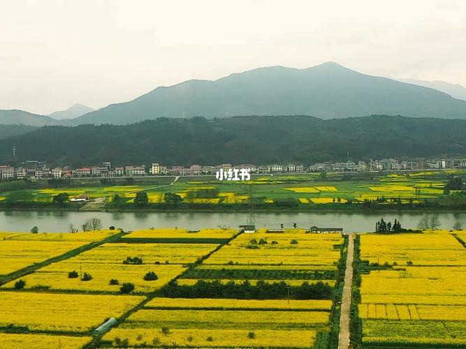 乐清哪里看油菜花?104国道收费站-图3 乐清哪里看油菜花?104国道收费站-图3