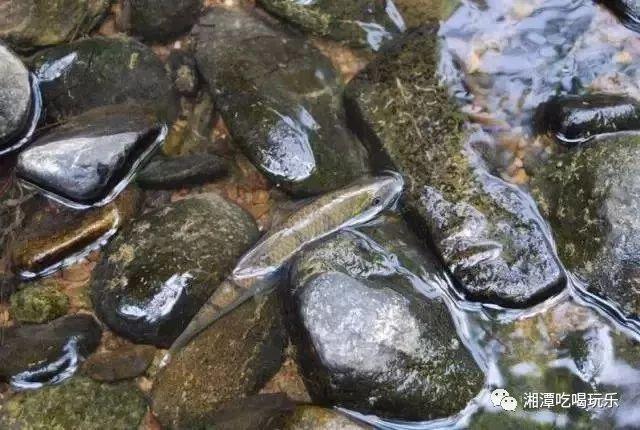 湖南省附近哪里可以钓石斑鱼?浏阳梅田水库钓鱼收费么-图3 湖南省附近哪里可以钓石斑鱼?浏阳梅田水库钓鱼收费么-图3