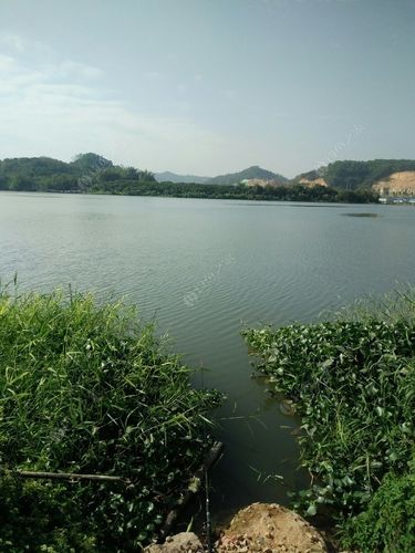 密度不大的鱼塘怎么能更好钓鱼？沙场水库钓鱼收费