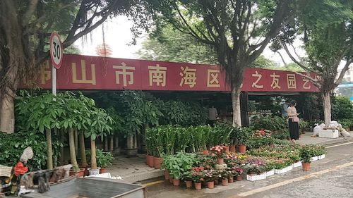 佛山南海有什么大型批发花的市场?沙尾收费站费用-图2 佛山南海有什么大型批发花的市场?沙尾收费站费用-图2