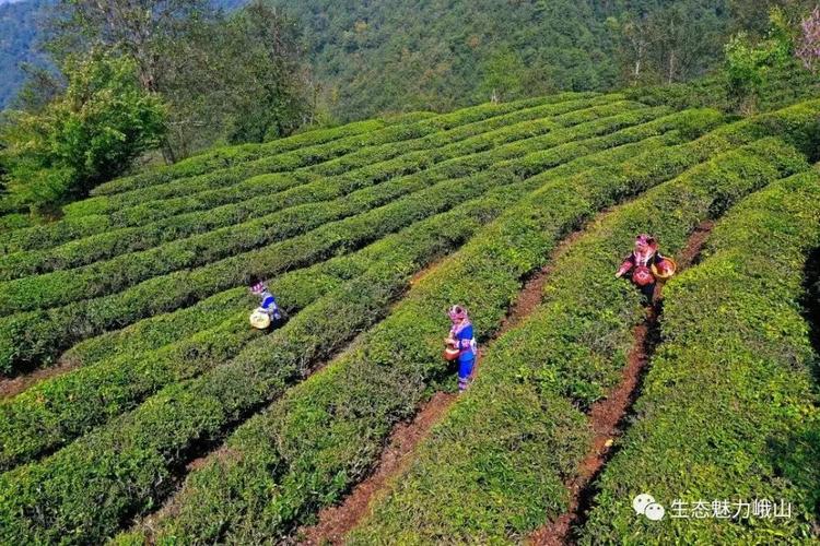 草青茶产地?峨山 茶园 收费-图3 草青茶产地?峨山 茶园 收费-图3