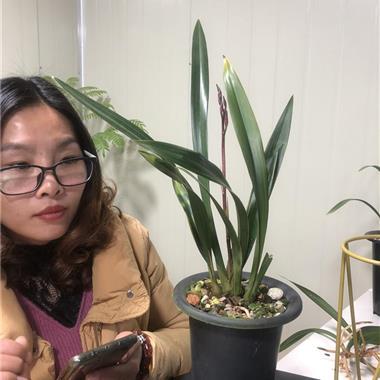 兰花哪里的最好?绍兴红太阳写字楼地下停车场收费-图2 兰花哪里的最好?绍兴红太阳写字楼地下停车场收费-图2