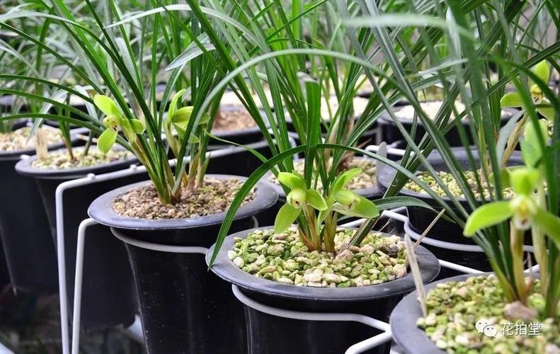 兰花哪里的最好?绍兴红太阳写字楼地下停车场收费-图3 兰花哪里的最好?绍兴红太阳写字楼地下停车场收费-图3