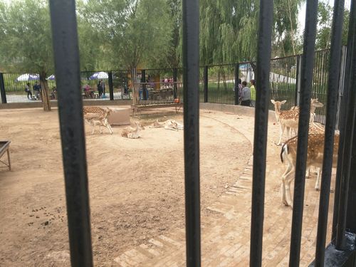东胜动物园可以开车进去吗?东胜西火车站停车场收费吗-图3 东胜动物园可以开车进去吗?东胜西火车站停车场收费吗-图3