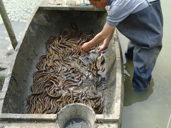 黄鳝长大后是什么颜色?嵊州收费钓鱼鱼塘-图2 黄鳝长大后是什么颜色?嵊州收费钓鱼鱼塘-图2