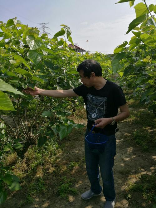 天宫庄园桑葚采摘时间?天宫庄园采桑果收费吗-图2 天宫庄园桑葚采摘时间?天宫庄园采桑果收费吗-图2