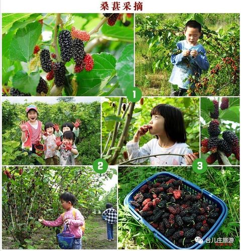 天宫庄园桑葚采摘时间？天宫庄园采桑果收费吗