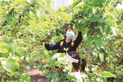 天宫庄园桑葚采摘时间?天宫庄园采桑果收费吗-图3 天宫庄园桑葚采摘时间?天宫庄园采桑果收费吗-图3