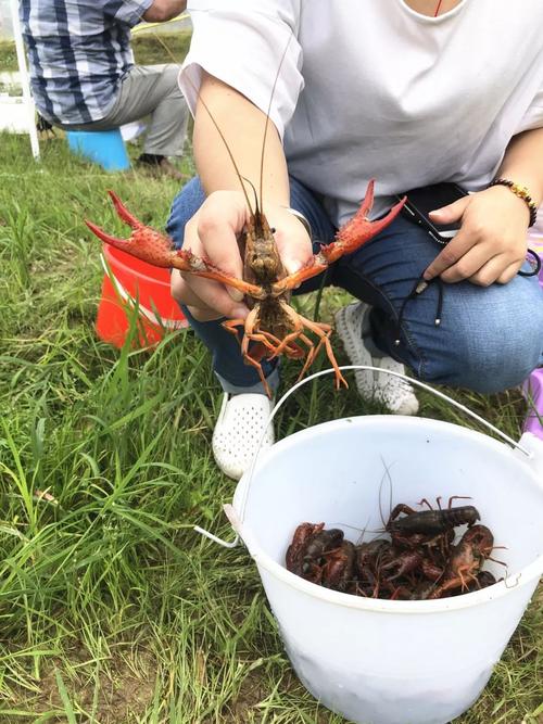 吴江哪里可以钓龙虾？吴江收费钓鱼的地方