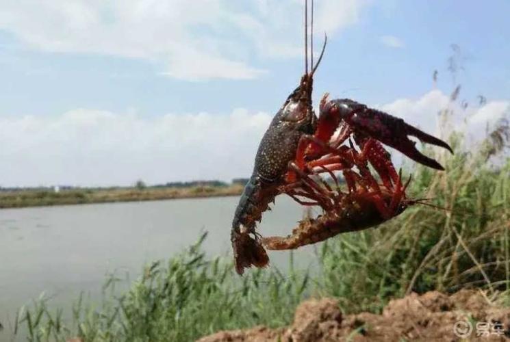 吴江哪里可以钓龙虾?吴江收费钓鱼的地方-图3 吴江哪里可以钓龙虾?吴江收费钓鱼的地方-图3