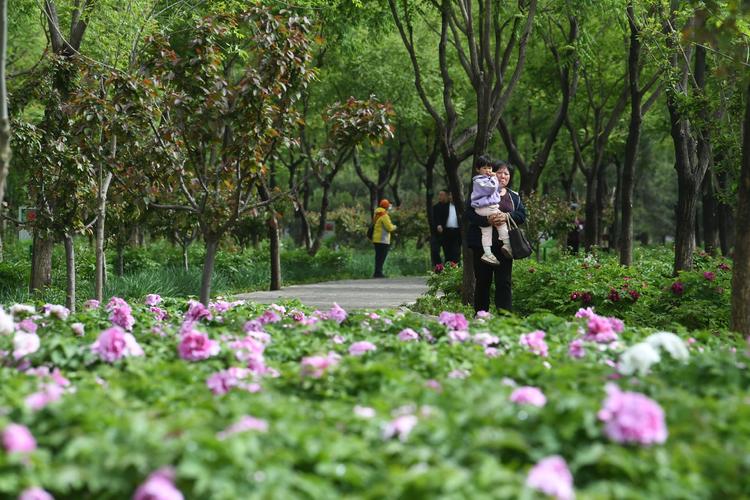 运河牡丹园怎么收费?大运河森林公园收费吗-图3 运河牡丹园怎么收费?大运河森林公园收费吗-图3