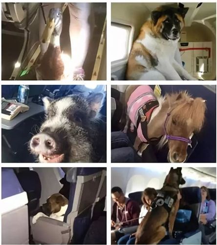 怎么带狗狗上飞机啊？狗上飞机怎么收费