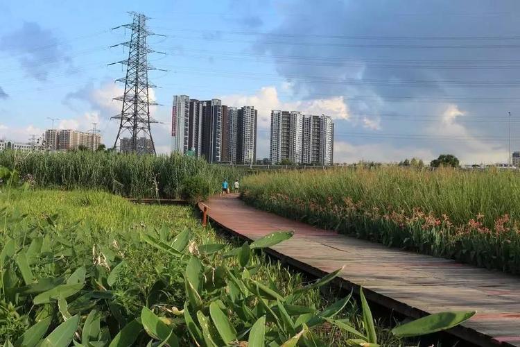 深圳龙华好玩的地方推荐?观澜河湿地公园收费吗-图2 深圳龙华好玩的地方推荐?观澜河湿地公园收费吗-图2