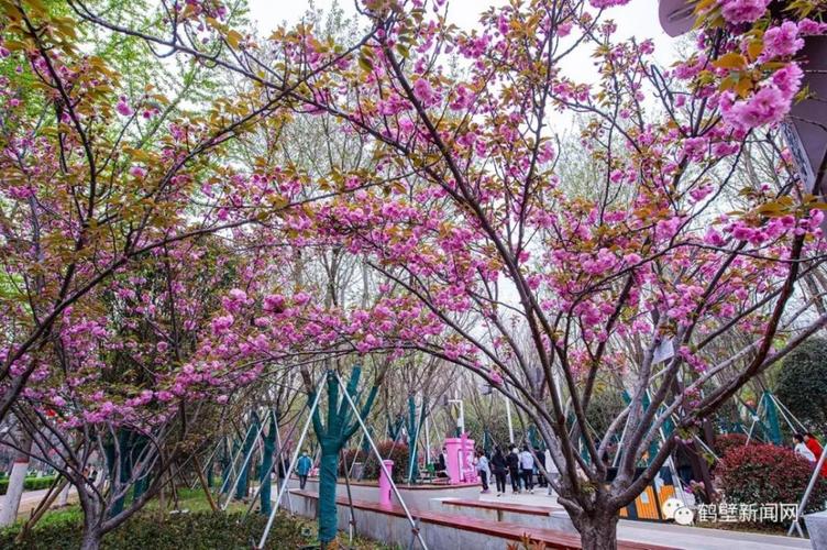 鹤壁哪里好玩，鹤壁好玩的地方？鹤壁樱花大道收费吗