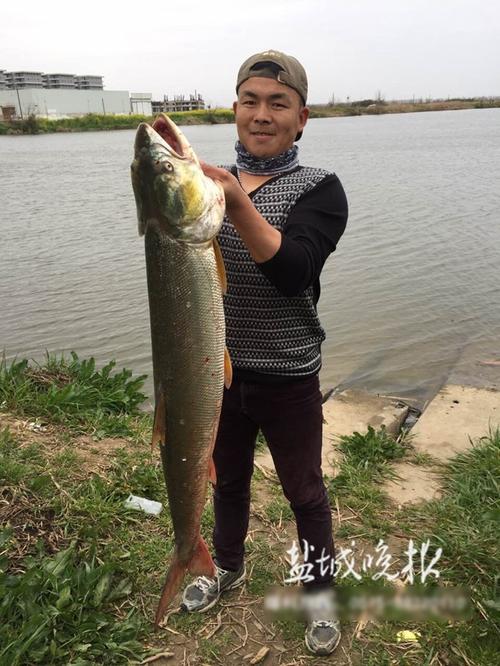 鳡鱼哪里能钓到？黄州有哪些收费钓点