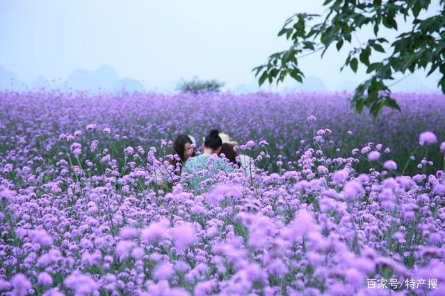 桂林会仙花海湿地门票多少?会仙湿地玩收费吗-图3 桂林会仙花海湿地门票多少?会仙湿地玩收费吗-图3