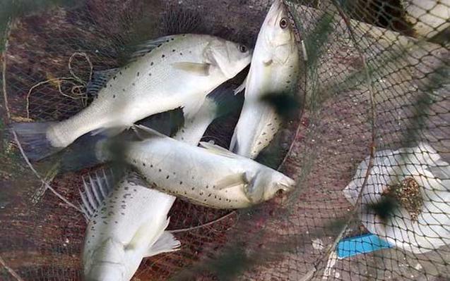 大连鲈鱼最佳钓点?金州哪里钓鱼不收费-图1 大连鲈鱼最佳钓点?金州哪里钓鱼不收费-图1