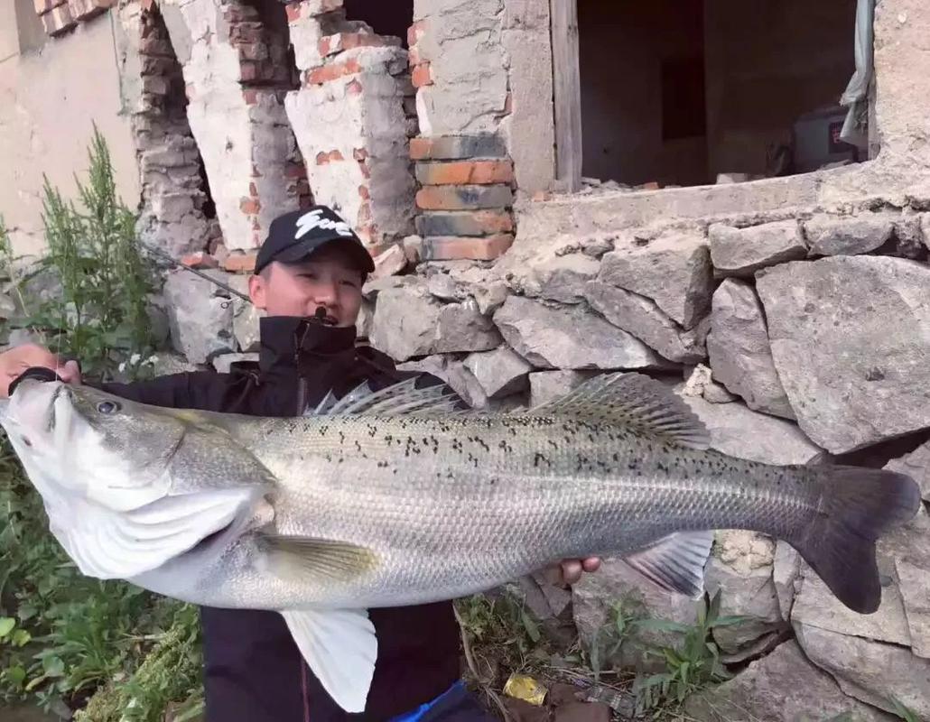 大连鲈鱼最佳钓点?金州哪里钓鱼不收费-图2 大连鲈鱼最佳钓点?金州哪里钓鱼不收费-图2