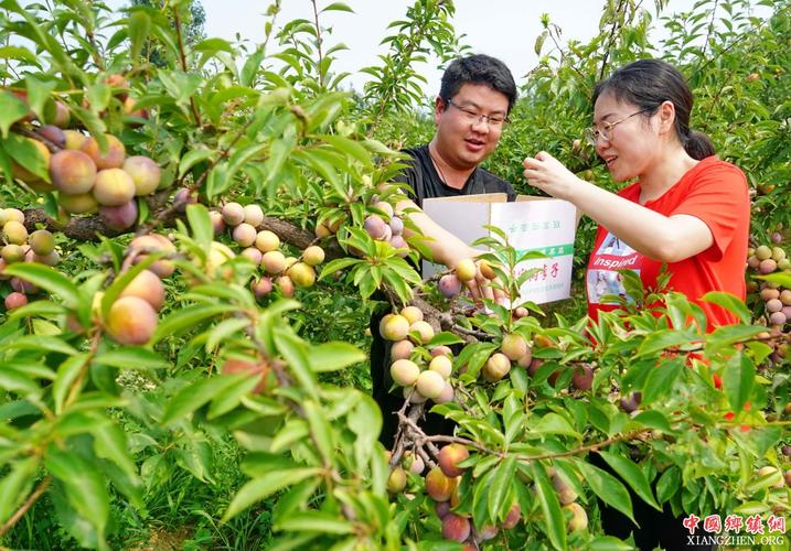 户外采摘李子的方法?李子采摘收费-图2 户外采摘李子的方法?李子采摘收费-图2