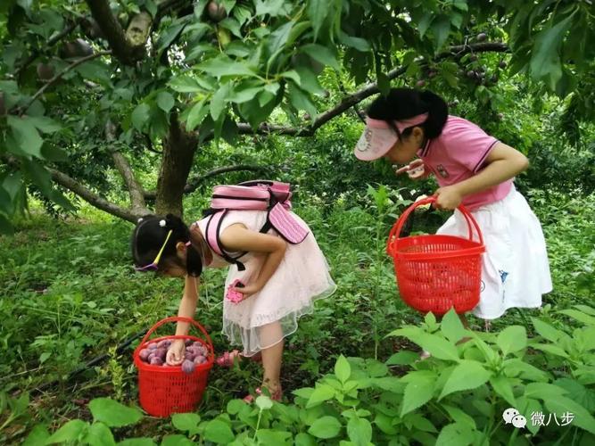 户外采摘李子的方法？李子采摘收费