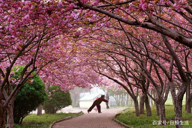 葡萄牙4月份气温?日照樱花园收费吗-图2 葡萄牙4月份气温?日照樱花园收费吗-图2