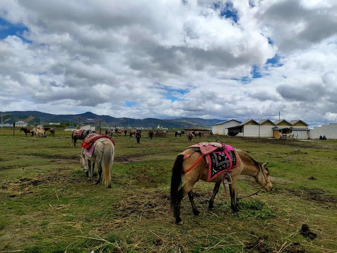 香格里拉8月可以看雪吗？香格里拉大草原收费吗-图3