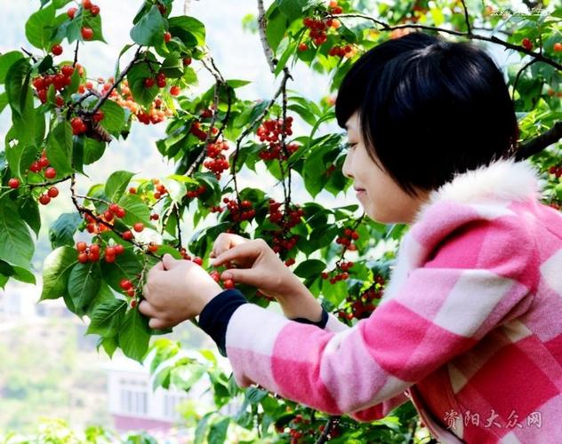 简阳樱桃沟什么时候能吃？简阳樱桃节收费