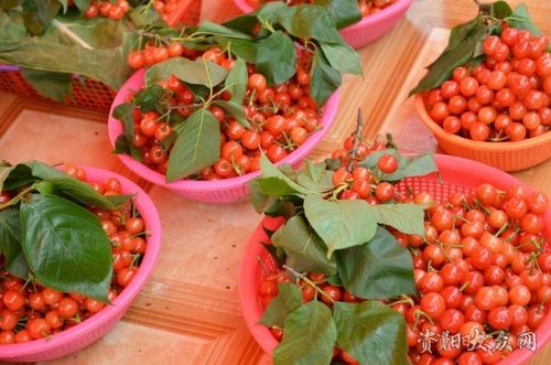 简阳樱桃沟什么时候能吃?简阳樱桃节收费-图2 简阳樱桃沟什么时候能吃?简阳樱桃节收费-图2
