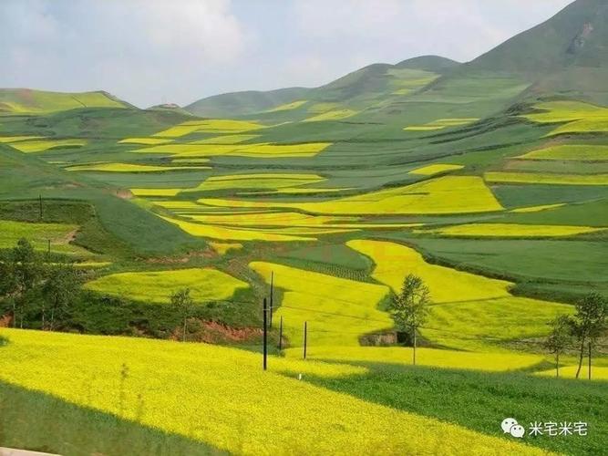 武川油菜花在什么地方?武川哈乐收费站图-图2 武川油菜花在什么地方?武川哈乐收费站图-图2