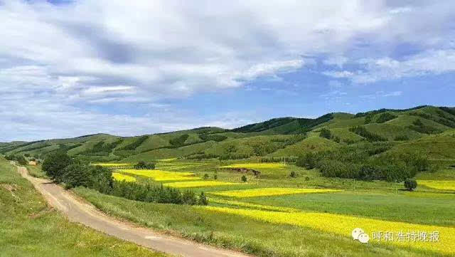 武川油菜花在什么地方?武川哈乐收费站图-图3 武川油菜花在什么地方?武川哈乐收费站图-图3