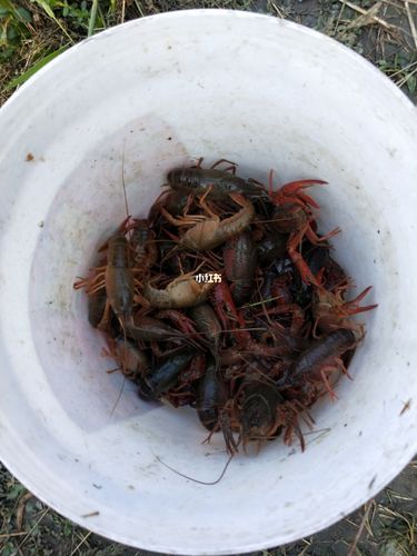 开州区钓小龙虾的地方？重庆 收费 钓小龙虾