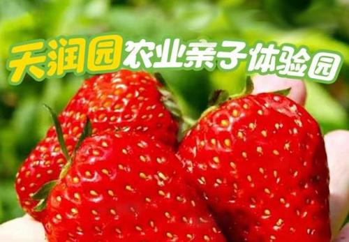 昌平天润园可以采摘吗？昌平草莓采摘怎么收费