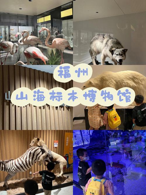 福州山海标本艺术博物馆车停哪里?福州万达附近停车场收费-图3 福州山海标本艺术博物馆车停哪里?福州万达附近停车场收费-图3