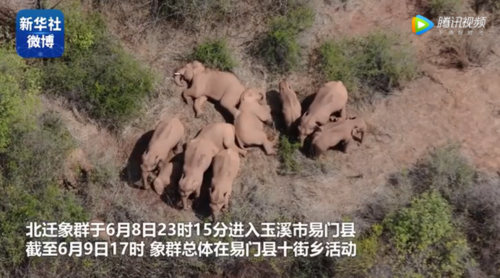 云南野象群一路迁移最后去哪里了?贵州有个江桥收费站吗-图2 云南野象群一路迁移最后去哪里了?贵州有个江桥收费站吗-图2