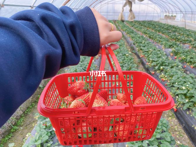 2021广州周边哪里有摘草莓的地方？蓝田草莓园收费标准