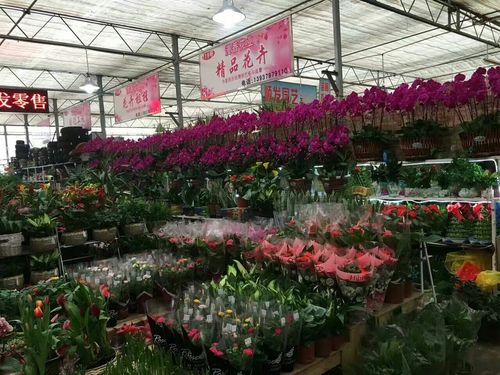 洛阳万达花卉市场最近营业吗？洛阳万达停车场收费