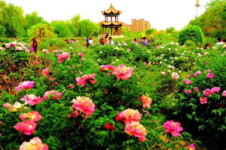 兰州植物园牡丹花开了吗？兰州植物园收费吗-图3