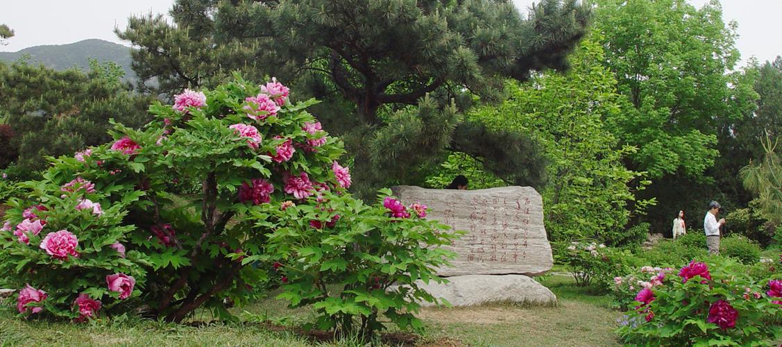 兰州植物园牡丹花开了吗？兰州植物园收费吗-图2