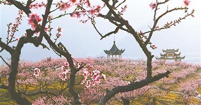 2021年宁海胡陈桃花节时间?宁海胡陈桃花节收费吗-图2 2021年宁海胡陈桃花节时间?宁海胡陈桃花节收费吗-图2