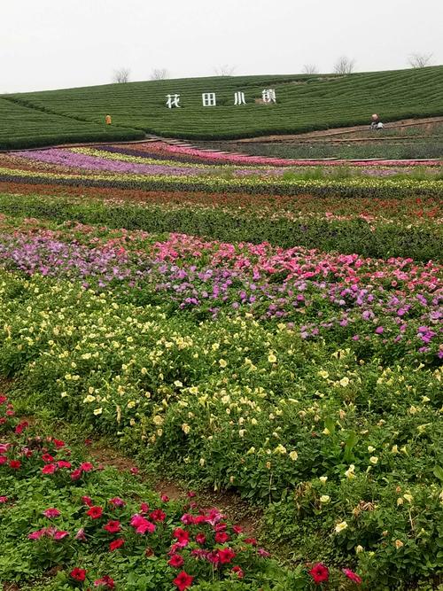 丰城花卉小镇要门票吗？花田小镇现在收费吗