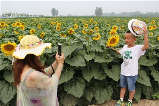 五一期间,涿州周围有好玩的地方吗?邵村花田收费-图2 五一期间,涿州周围有好玩的地方吗?邵村花田收费-图2