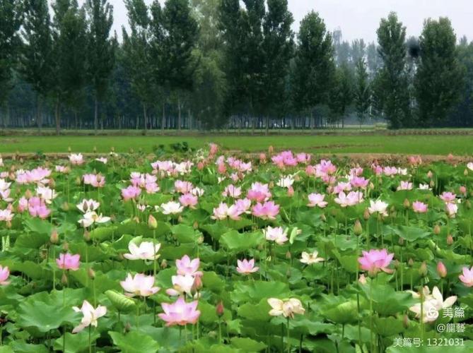 五一期间,涿州周围有好玩的地方吗?邵村花田收费-图3 五一期间,涿州周围有好玩的地方吗?邵村花田收费-图3