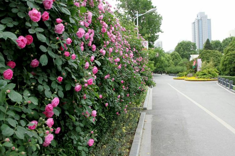 奥林匹克公园蔷薇花开了吗?奥森停车场收费-图2 奥林匹克公园蔷薇花开了吗?奥森停车场收费-图2
