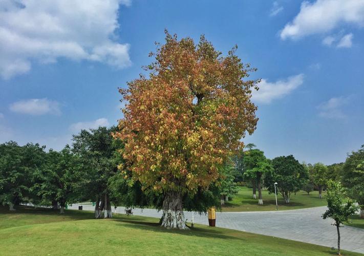松山湖植物园门票?东莞南城植物园收费吗-图3 松山湖植物园门票?东莞南城植物园收费吗-图3
