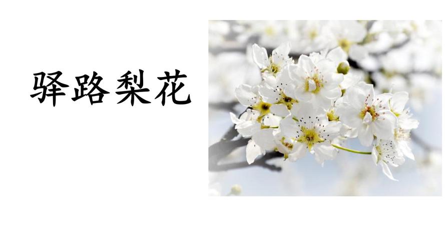 课文驿路梨花,七言绝句?绍兴哈尼宝贝拍照收费-图2 课文驿路梨花,七言绝句?绍兴哈尼宝贝拍照收费-图2