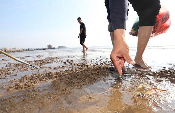 东戴河8月份赶海时间和最佳赶海时间?东戴河海滩收费吗-图3 东戴河8月份赶海时间和最佳赶海时间?东戴河海滩收费吗-图3