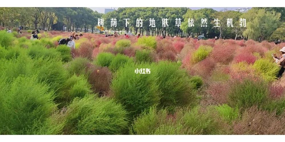武汉马鞍山森林公园观赏地肤草从哪𠆤门进入最近？武汉马鞍山森林公园怎么绕过收费